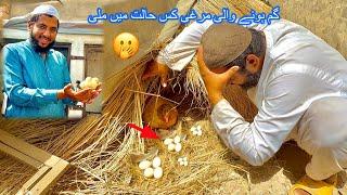 Murgi Ko Akhir Dhond Hi Lya 🫢 Itny Eggs 🫣