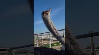 Ostrich male booming!!! at mating season