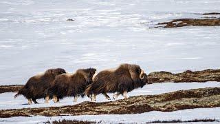 Finding Musk Oxen in Dovre - Norway