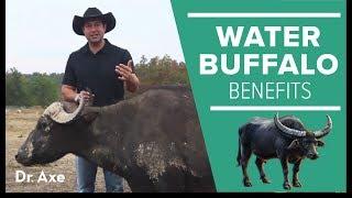 Water Buffalo: The Amazing Animal and Its Milk Cheese Benefits