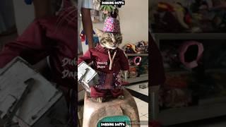 Soooooo  #funny #cat #shorts #cats #shortsfeed #catlover #catshorts #catvideos #funnyanimals #pets