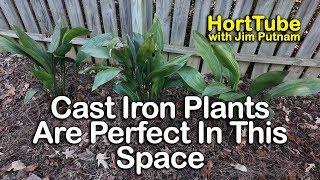 Cast Iron Plants Are Perfect For This Space