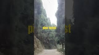 pine forest!#youtubeshorts