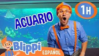 Blippi vista un acuario  | Blippi Español | Videos educativos para niños | Aprende y Juega