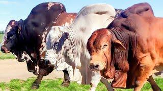 50 Huge Bulls of Boran breed | Hurwitz Farming South Africa