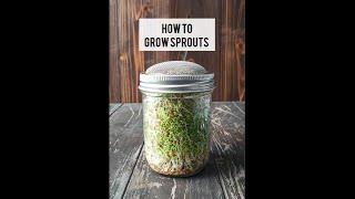 How to Grow Sprouts in a Jar! 🫙