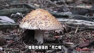 吃一口就能让人丧命的4种美食！赶紧转发收藏！