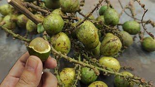 Seperti Apa Buah Exotic Longan Brazil?