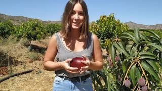 How to peel a mango (Finca los Pepones) | CrowdFarming