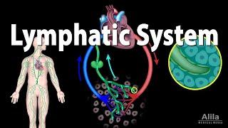 Lymphatic System and The Immune System