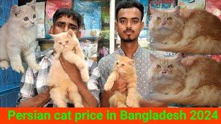 Cat price in Bangladesh | Persian cat price in Bangladesh | Katabon Animal market in Bangladesh