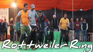 ROTTWEILER IN RING || CHANDIGARH DOG SHOW 2019 || SCOOBERS