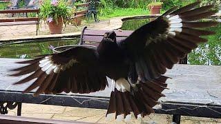 Currawong Catching!!! And a cute surprise at the end!