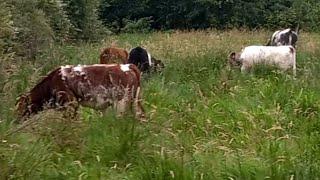 Results are in , but the jury's still out. keeping cattle the regenerative farming way