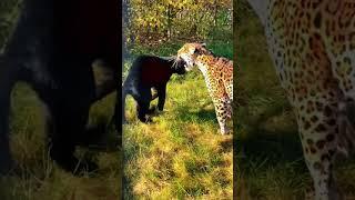 Leopard Vs Black Panther Epic Fight 