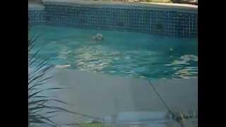 Cute blonde in pool