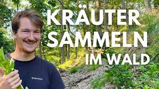 Kräuter sammeln im Wald - wilder Oregano, Waldziest, Knoblauchsrauke Samen, Königskerze und mehr