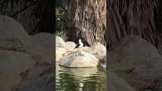 龔饕耆美好生活分享：這隻獨立特行的海鷗，從藍藍的海上，飛到這綠綠的池塘上，一定有吸引牠之處。那麼牠這樣離羣獨處，是聰明還是笨呢？是正常還是不正常呢？（16-1-2024星期二）2TV二視