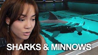 Cinna Plays Sharks & Minnows Horror Game