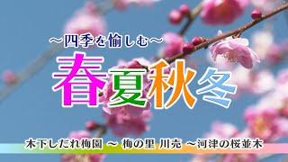 春夏秋冬　木下しだれ梅園 ～梅の里川売～ 河津の桜並木 ［2024年3月13日 放送］