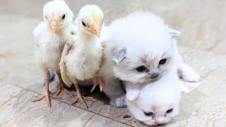 The kitten is a qualified mother of the chicks,cuddling and sleeping.hen helpless cute animal video