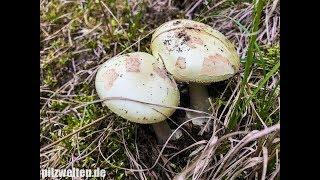 Gelber Knollenblätterpilz, Zitronengelber Knollenblätterpilz, Amanita Citrina