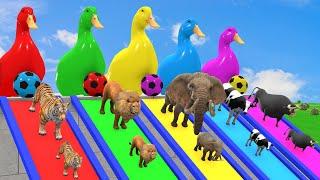 Long Slide Game With Elephant Gorilla Buffalo Hippopotamus Tiger - 3d Animal Game - Funny 3d Animals