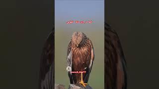 همه تنهاییم تو این عالم،کسی با شما نیست@neuewelt_kian777