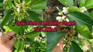 Quy Trình Xử Lý Làm Bông Chanh Từ A - Z Giúp Vườn Chanh Ra Bông Đòng Loạt và Bông Mập Đậu Trái Nhiều