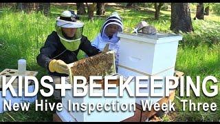 New Hive Inspection with Kids