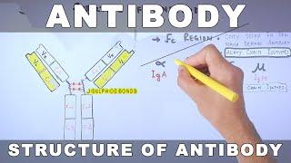 Antibody