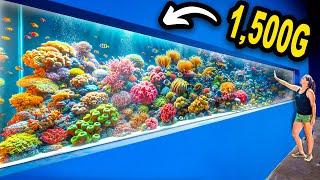 We Built A 1,500G Coral Reef!