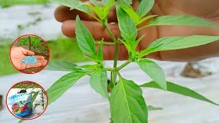 Top 2 Type of Npk Fertilizer For Chili Plants