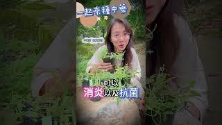 一起來種中藥#shorts #醫能好物市集 #慈文醫師 #中醫 #黃芩