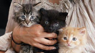 Rescuing kittens from a construction site