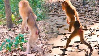 Oh! A female abandoned monkey who is quite adept at walking on two legs. very pretty-well