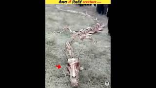Unique creatures recorded on camera #viral