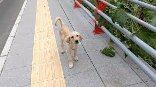 Mean to a Puppy | Day 1435 | Walking Around the World | Turkey