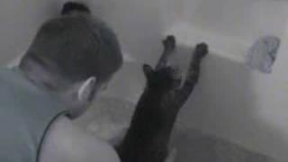 our cat tiggas first bath funny