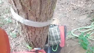 위험목제거, Dangerous Tree Removal