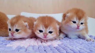 aww so cute 🩵and adorable !!! baby kittens are the cutest | compilation #22