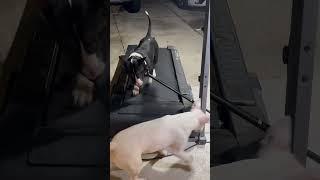 Bull Terrier loco #dog #bullterrier #bullet #pitbull #love #puppy #beautiful #bulldog #chihuahua