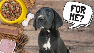 Should Great Danes Eat Puppy Food?