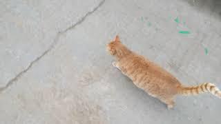 개냥이 산책