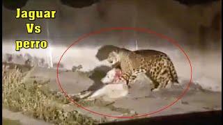 Jaguar VS Perro Labrador, mira como termina este encuentro.