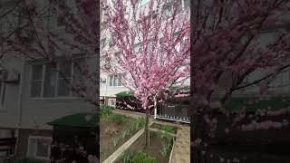 Весна в Анапе