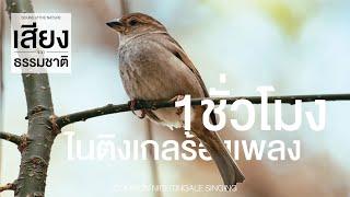 COMMON NIGHTINGALE/SOUND of THE NATURE 1 ชั่วโมง กับเสียงนกไนติงเกลร้องเพลง