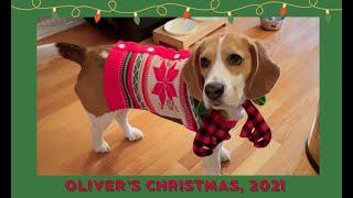 Cute beagle tears Christmas presents open at the speed of light