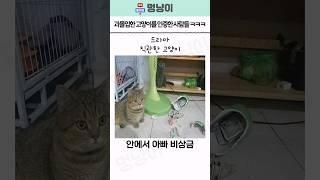 과몰입한 고양이를 인증한 사람들 ㅋㅋㅋㅋ