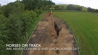 Horses on Track